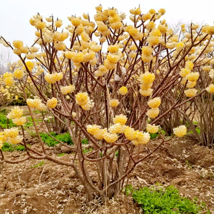 结香花苗金腰带打结花梦冬花庭院耐寒风景树盆栽浓香独杆结香树苗