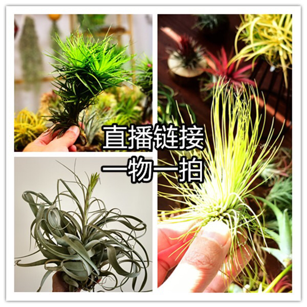 空气凤梨直播间一物一拍链接