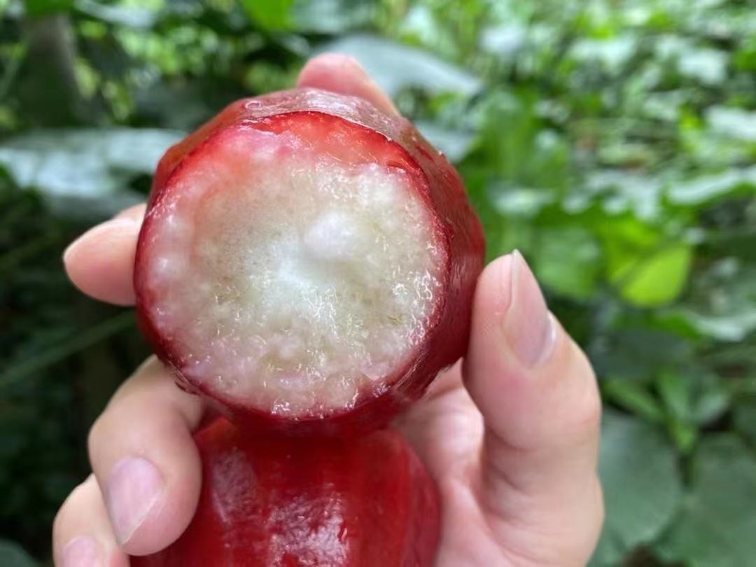 【自家果园】海南空运黑金刚莲雾爽口脆嫩清甜多汁新鲜孕妇水果