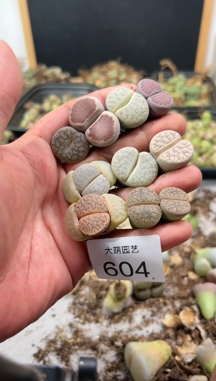 【闪购商品】----604