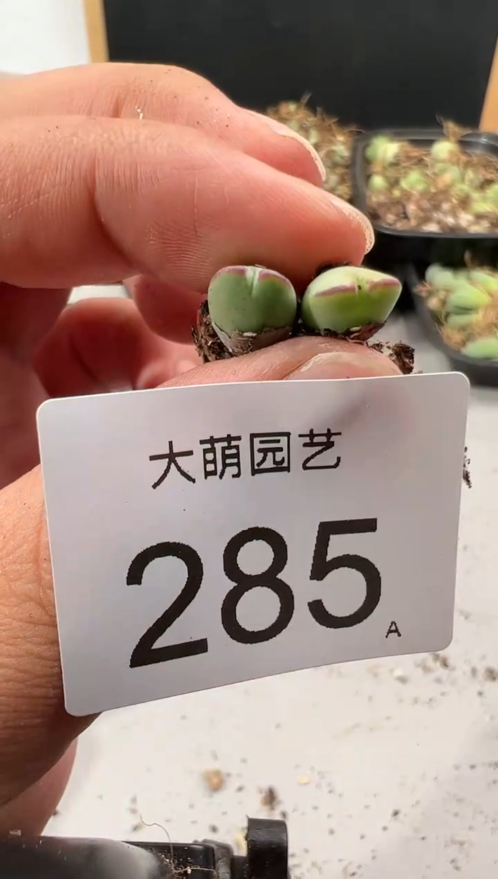 【闪购商品】----285
