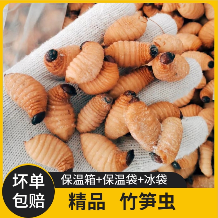 竹笋虫笋虫大胖子新鲜速冻食用昆虫烧烤油炸高蛋白包邮
