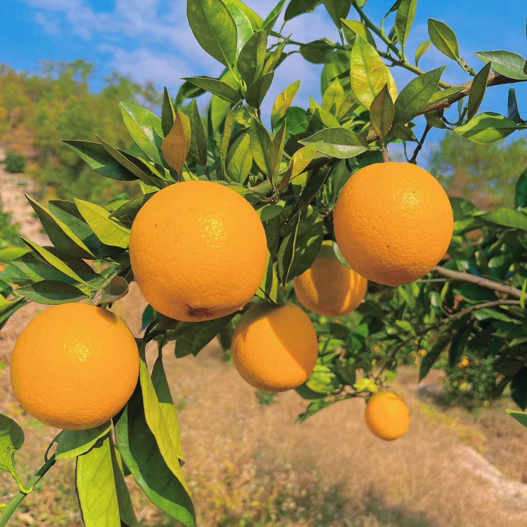 正宗赣南脐橙果径70~75毫米标准果  赣州本地农家果园微酸口感好 