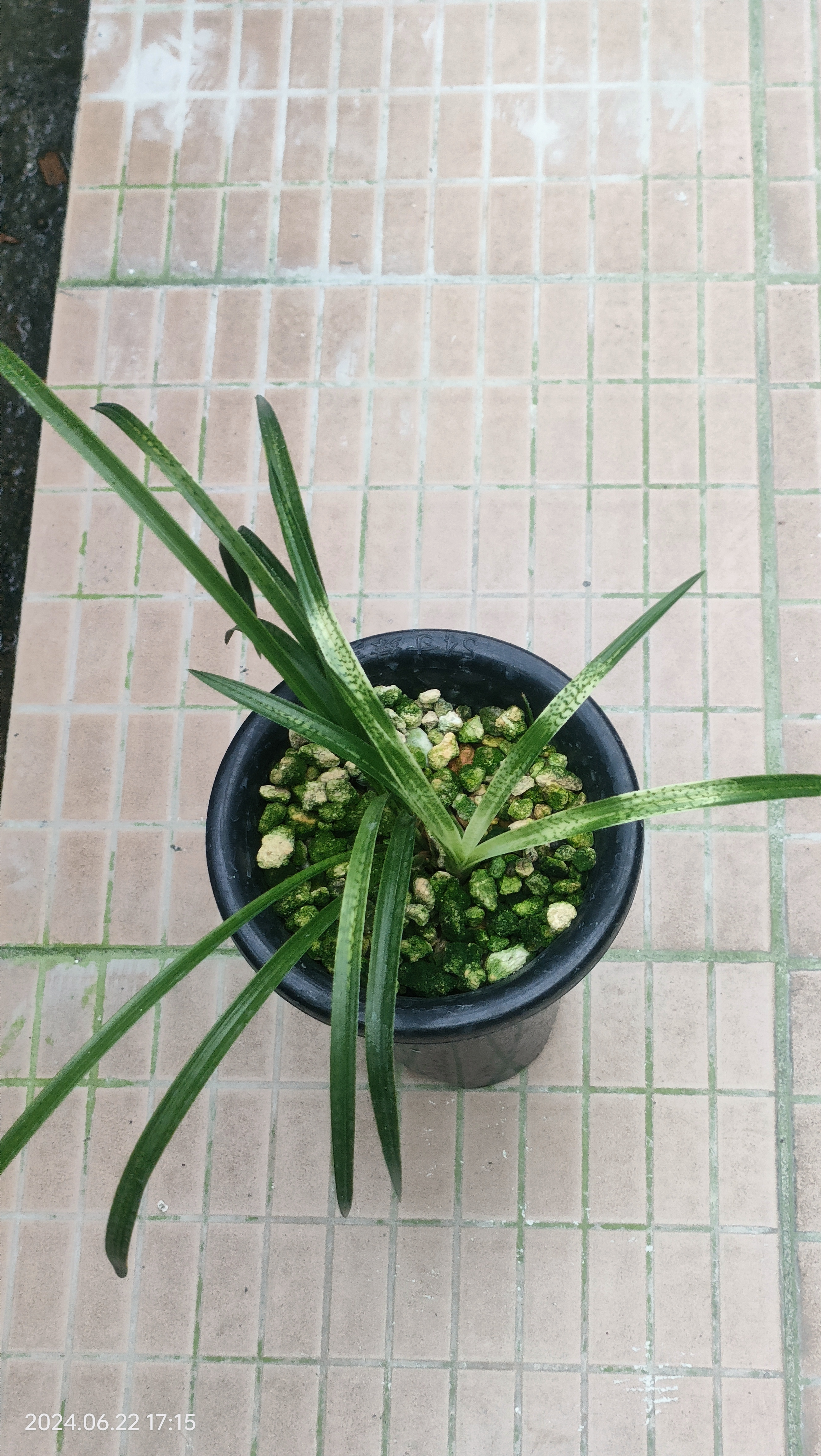 春兰一蛇皮斑锦波