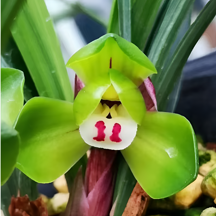 兵哥阿峰兰花直播间一物一拍专用价格