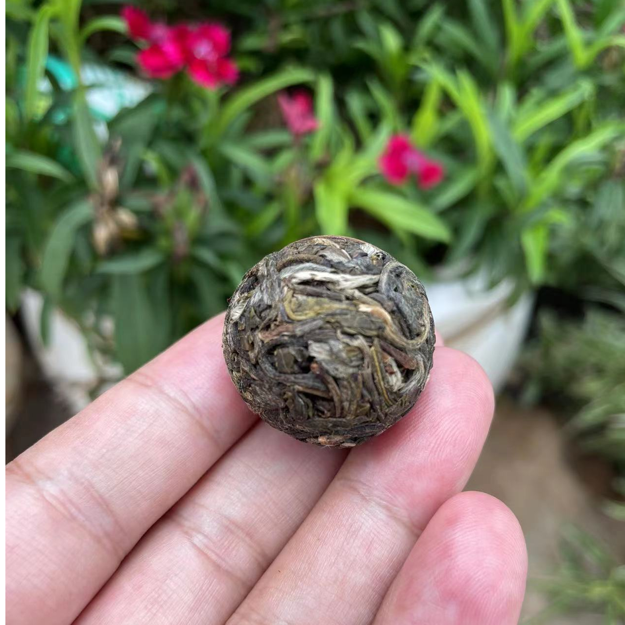 2024年那罕古树 龙珠10颗 昔归产区 邦东三杰  兰花香果甜