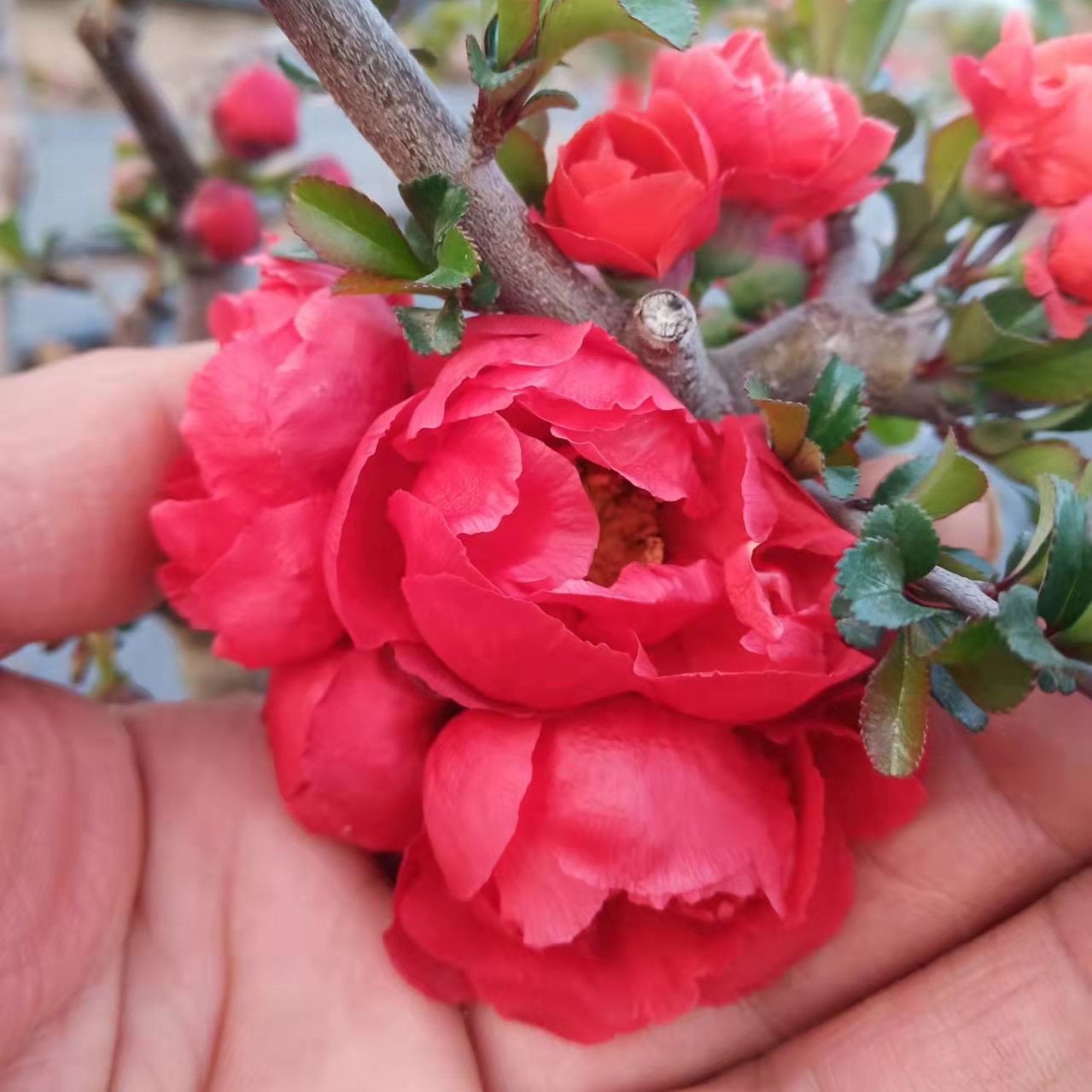 八重咲长寿梅 微型盆景盆栽花卉品种苗素材