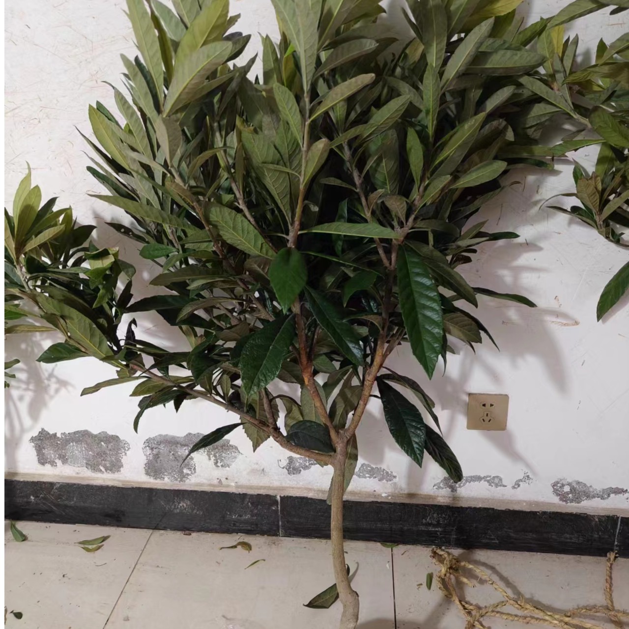 四季常绿枇杷树苗浙江白沙枇杷盆栽果苗地栽庭院果树苗水果树苗