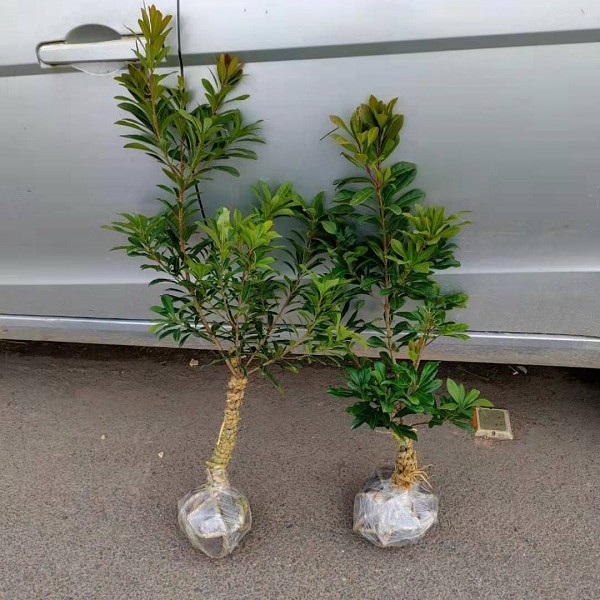 黑炭东魁杨梅树苗果苗果树苗南北方阳台庭院种植带土水果树苗