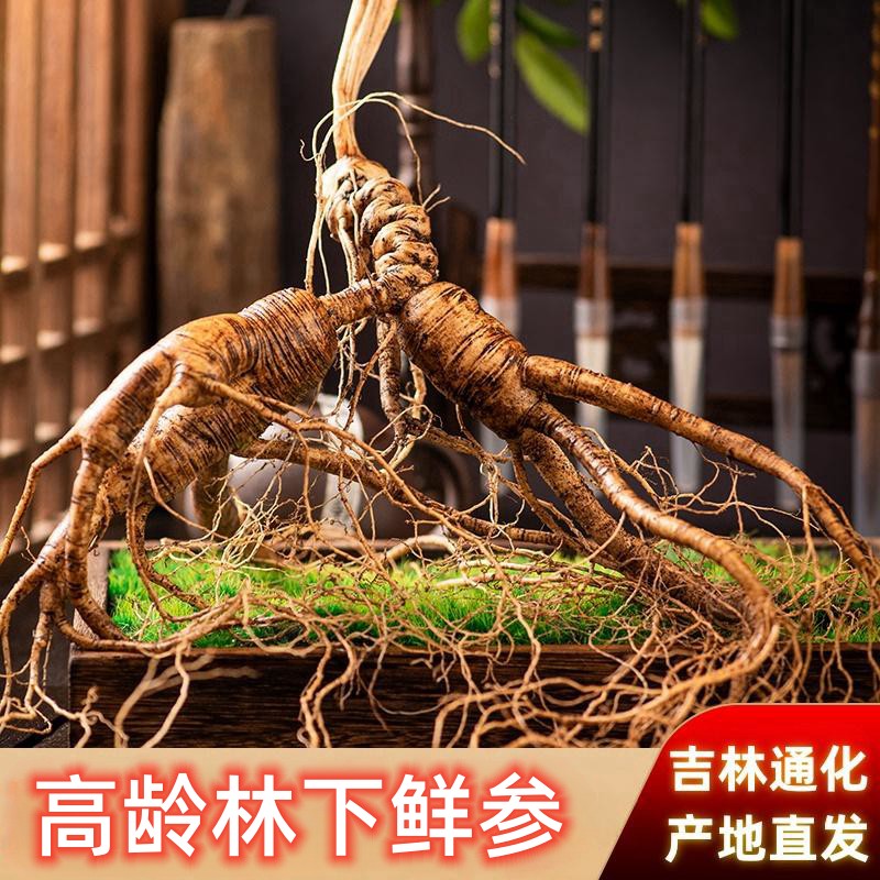 直播野山参高年份野拨籽鲜参直播带土移山参长白山林下参泡酒煲汤