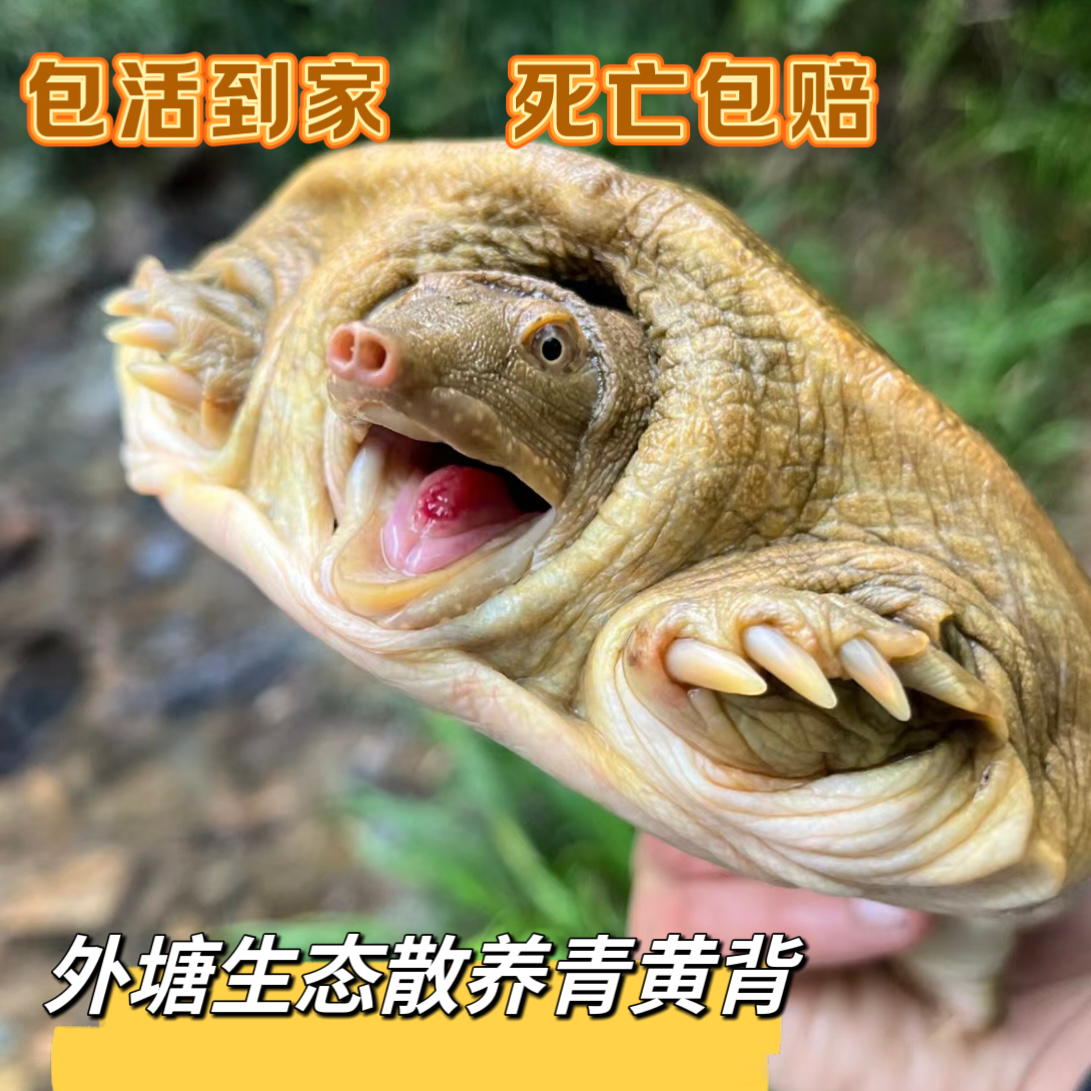鲜活生态甲鱼野外放养老鳖外塘水鱼活体团鱼青黄背小尚精品水产