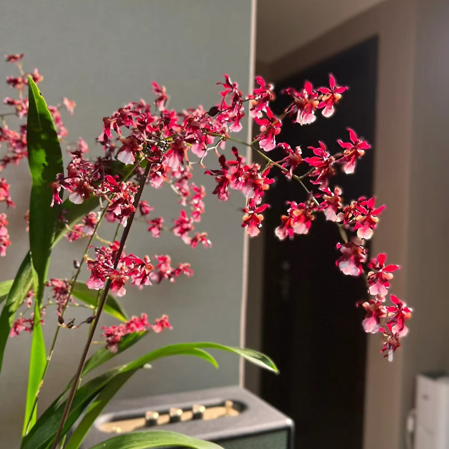 巧克力文心兰 耐寒好养室内阳台云南鲜花绿植