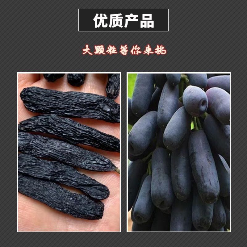 新疆蓝宝石（美人指）葡萄干2-4cm自然暴晒