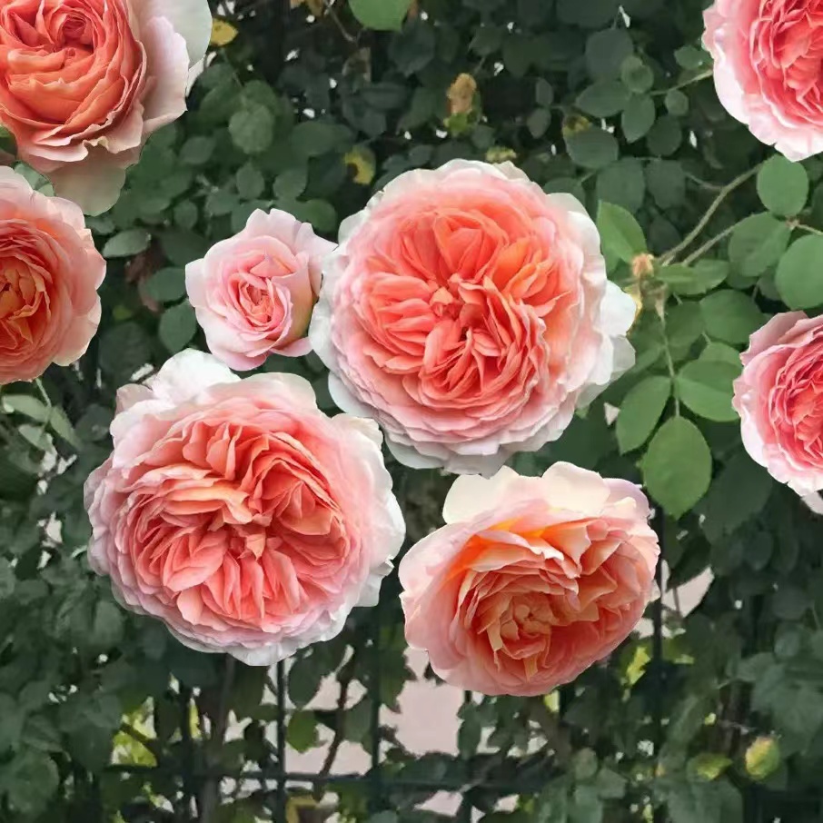 亚伯拉罕 藤本月季 爬藤蔷薇月季花苗
