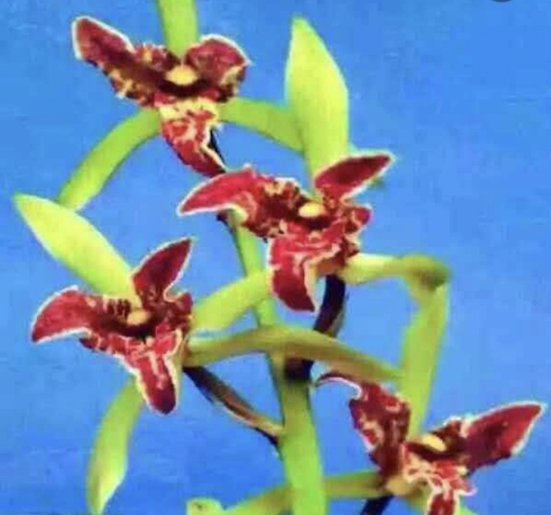 蕙兰红太阳四季好养绿植花卉