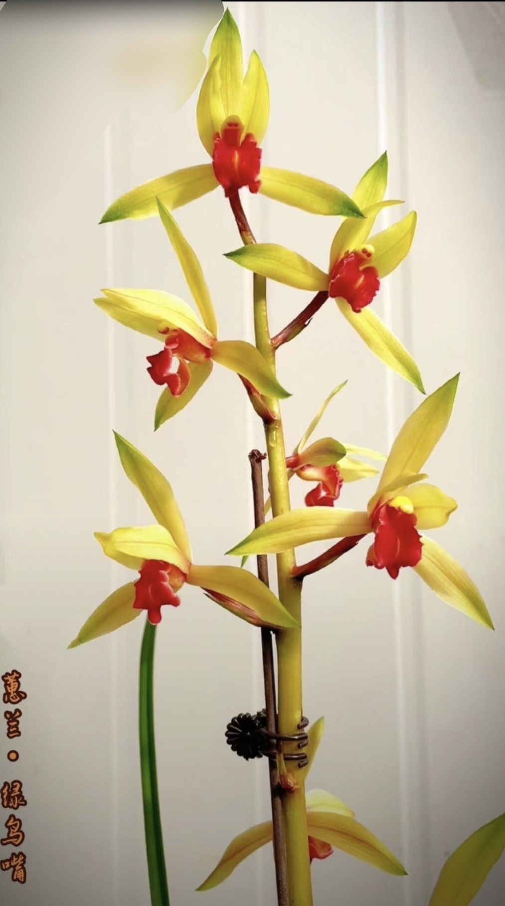 蕙兰绿鸟嘴四季好养绿植花卉