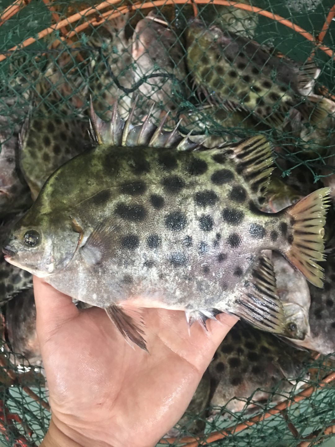 现称.活杀.野生.金鼓鱼（2两-5两左右）