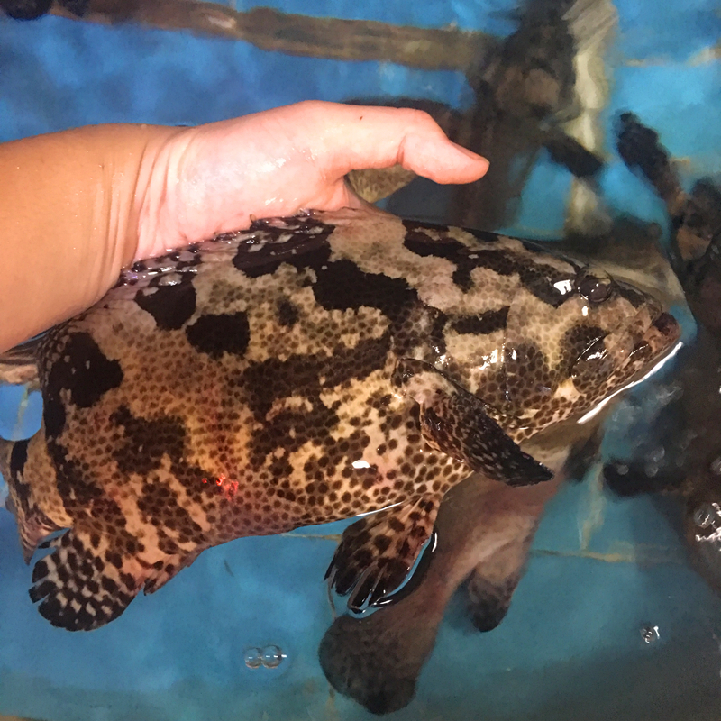 直播现称.石斑鱼.现称【云龙斑杂斑】