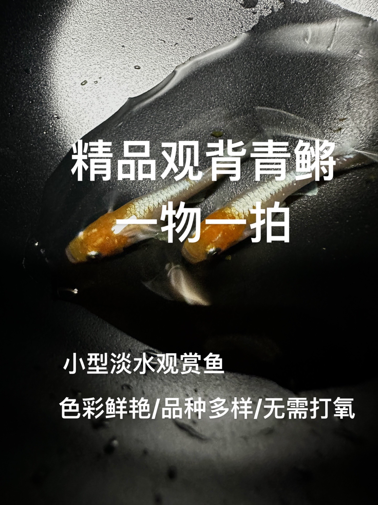 观背青鱂精品鱼 一物一拍 B