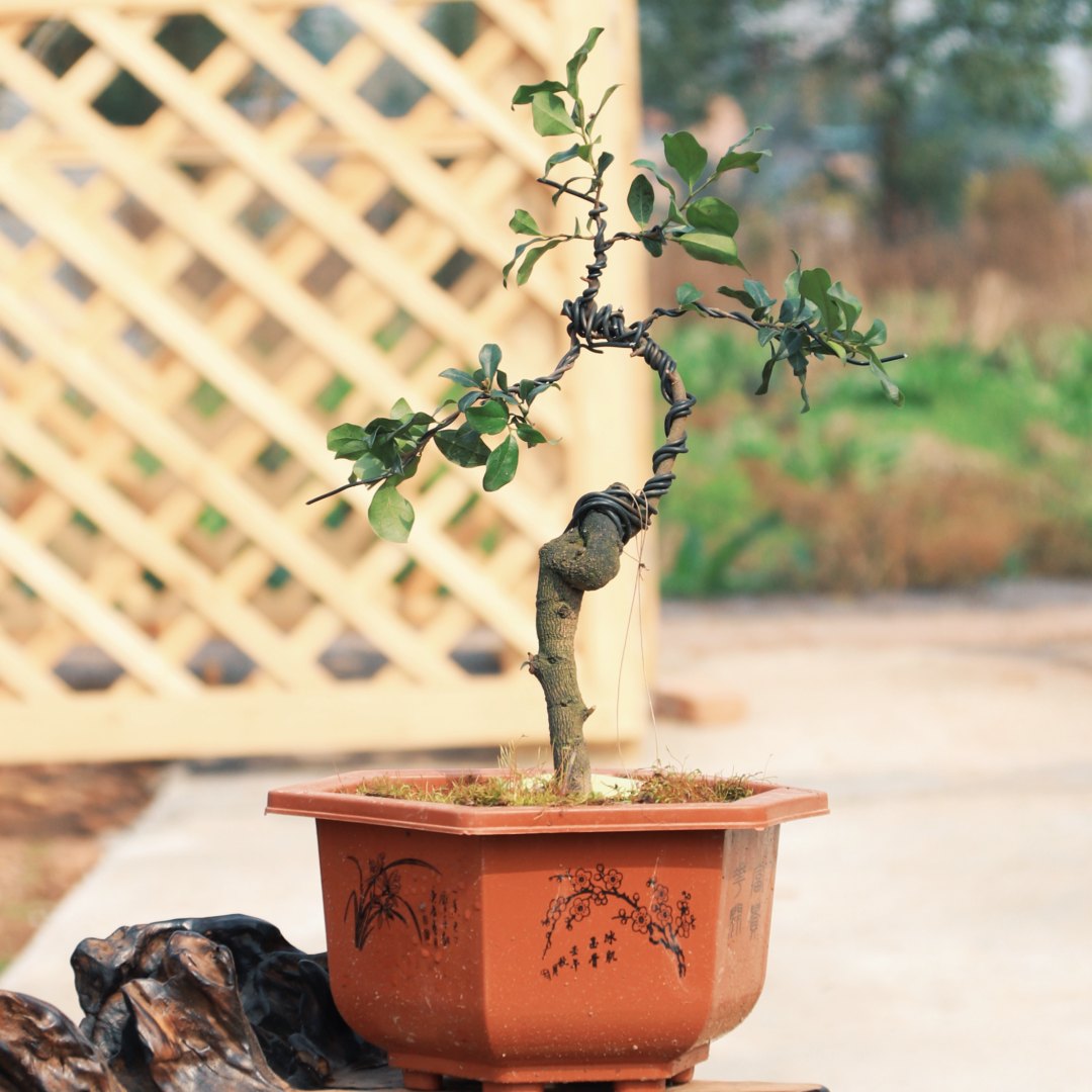 金弹子水杨梅直播专属截图下单高端盆景瓶兰花一单一付绿植花卉