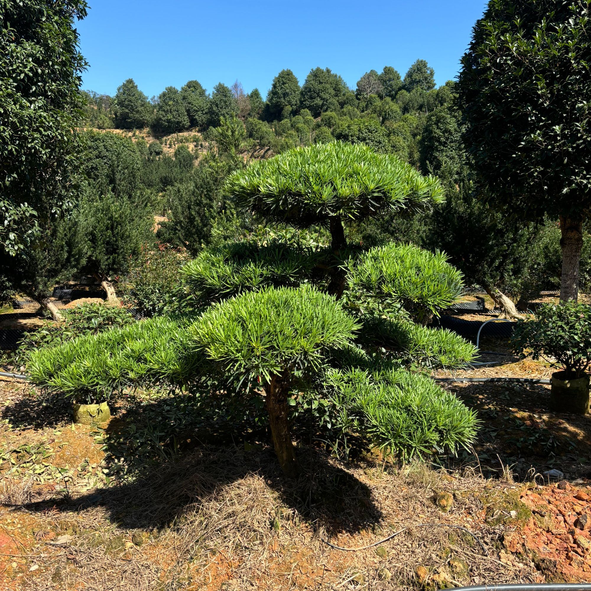 （直播一物一拍定金）精品造型罗汉松基地雀舌小叶罗汉松庭院造型树