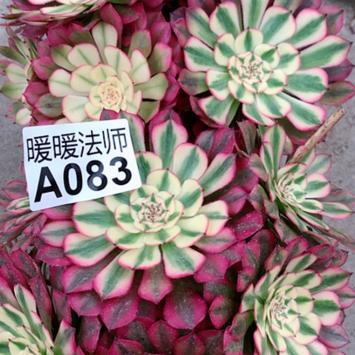 【闪购商品】紫砂茶杯A083-2颗35