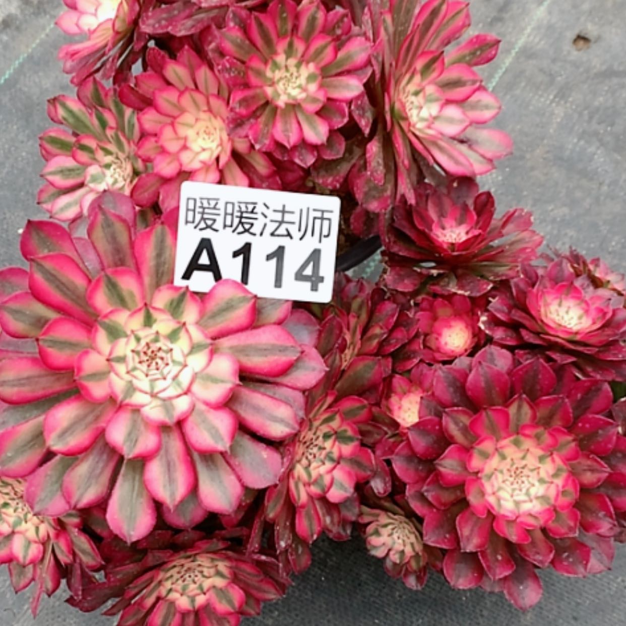 【闪购商品】紫砂茶杯林*月A114–三颗40