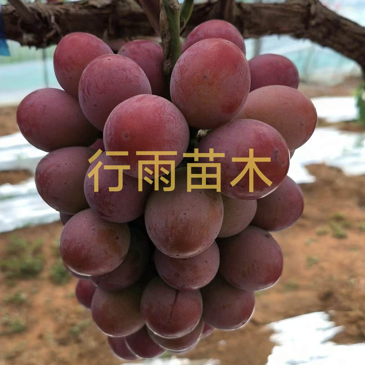行雨苗木—妮娜皇后嫁接苗（3309砧木）