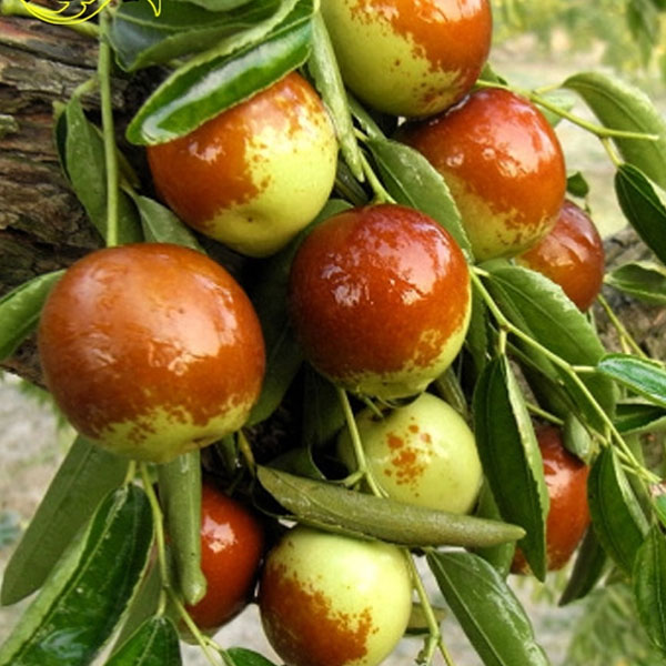 【冬枣树苗】 冰糖脆甜冬枣无渣南方北方种植庭院 沾化冬枣树果树苗商品图