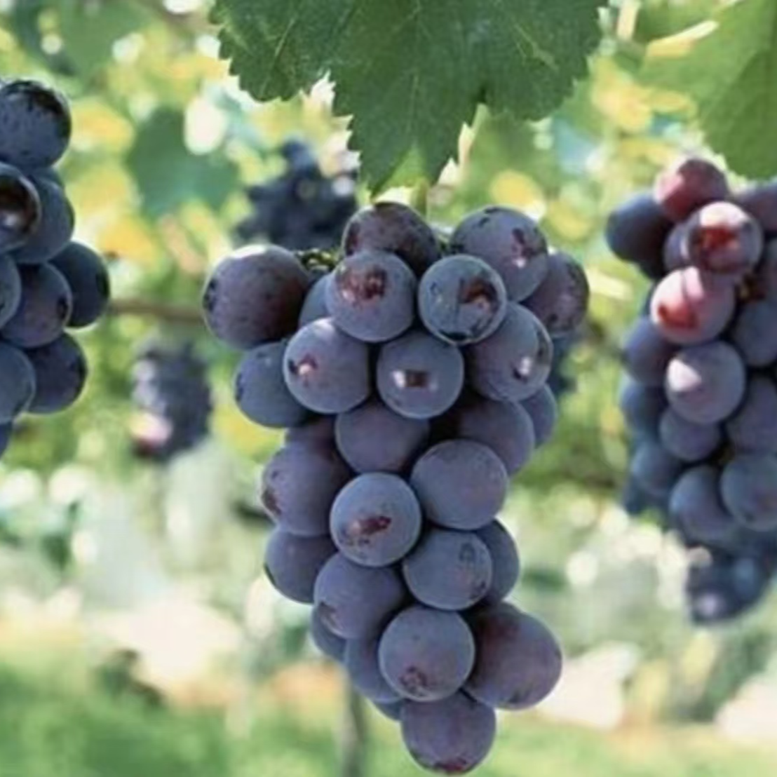 【巨峰葡萄树苗】带土带叶杯苗葡萄苗盆栽地栽阳台庭院种植果树苗