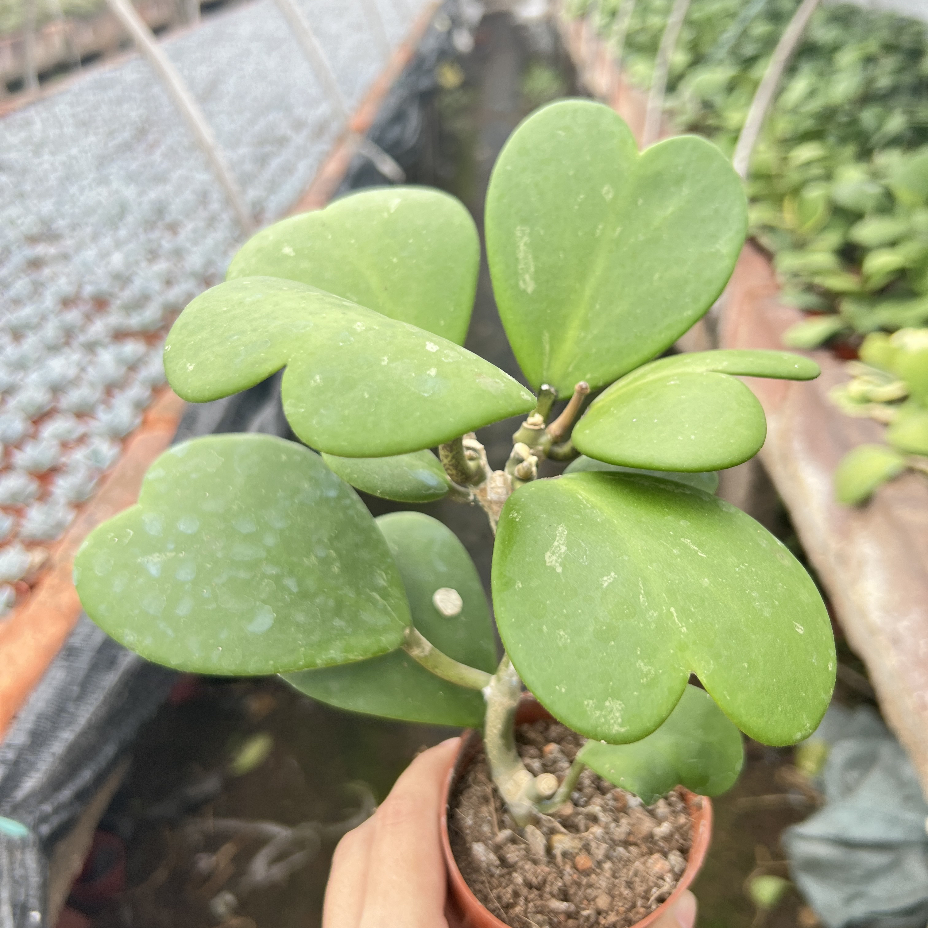心叶球兰 爬藤绿植花卉盆栽吸甲醛适合新手喜阴凉包邮