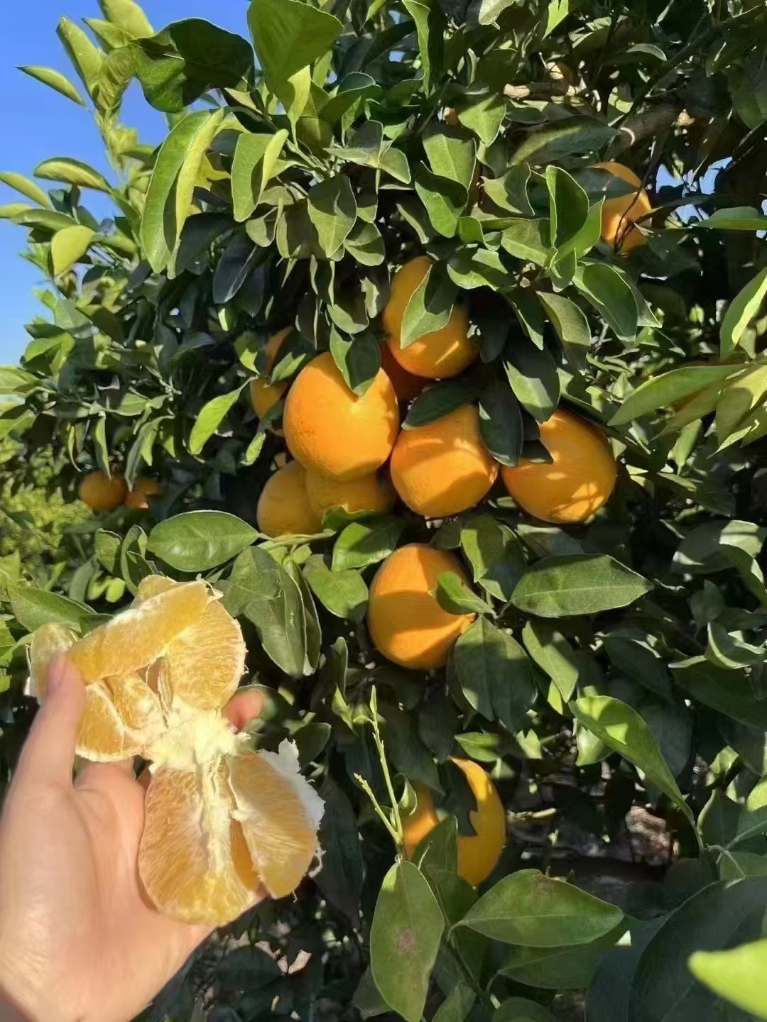 【牛牛大橙子】卡通磨毛长T恤