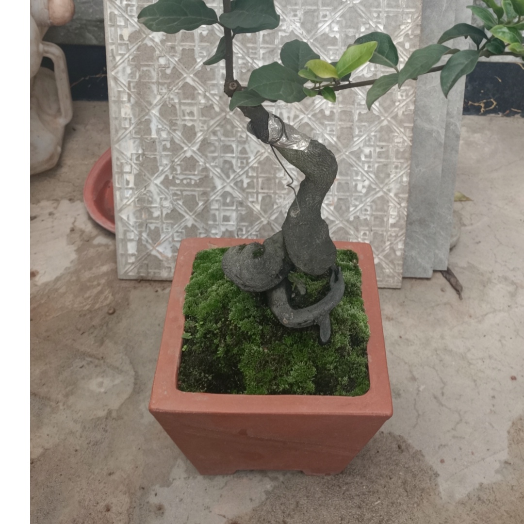 金弹子灌木老桩直播间一物一拍