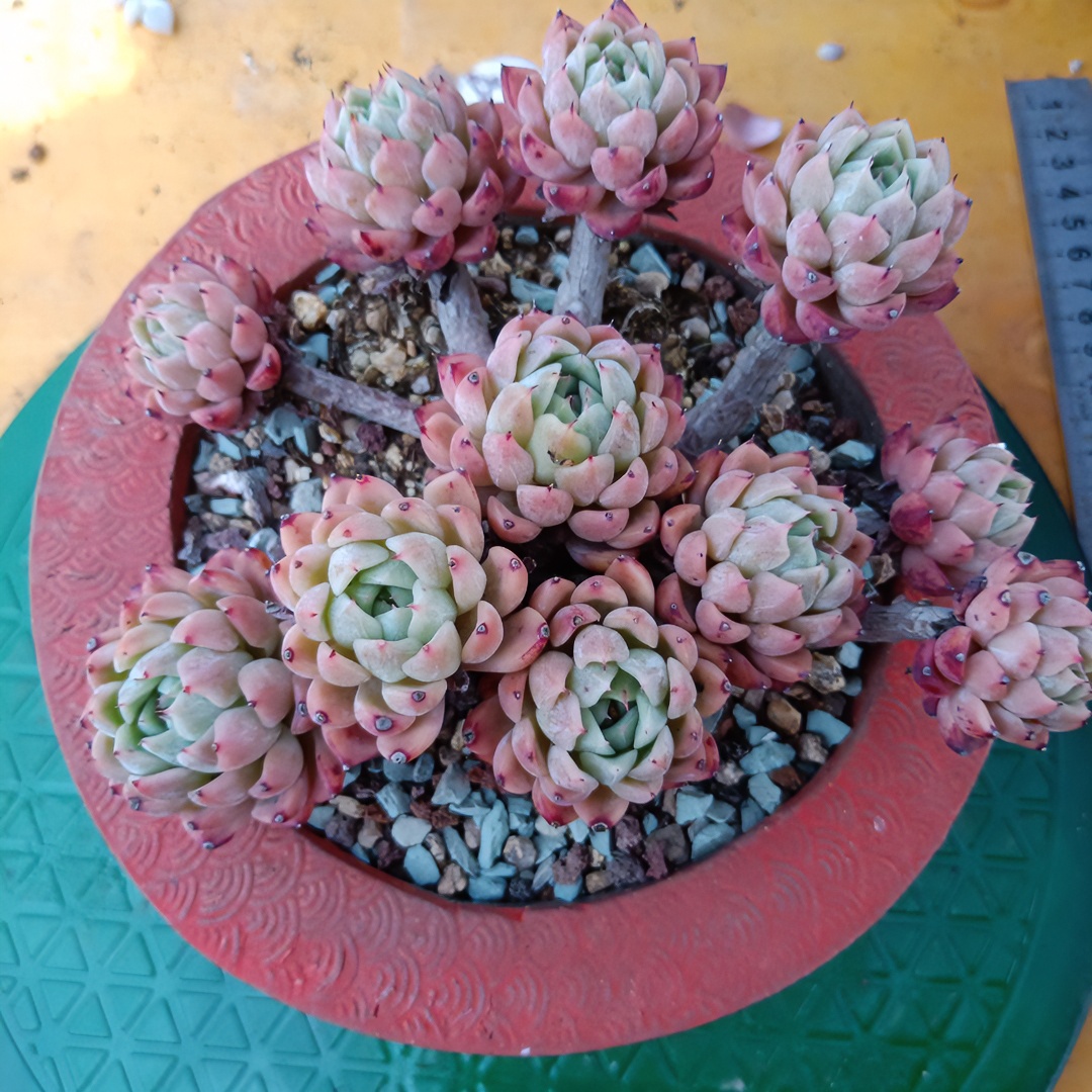 一物一拍满38包邮多肉植物