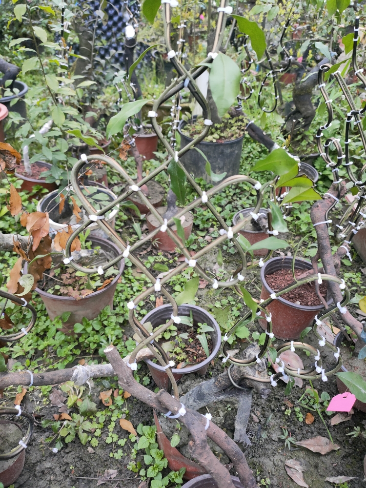 金弹子直播间实物拍付