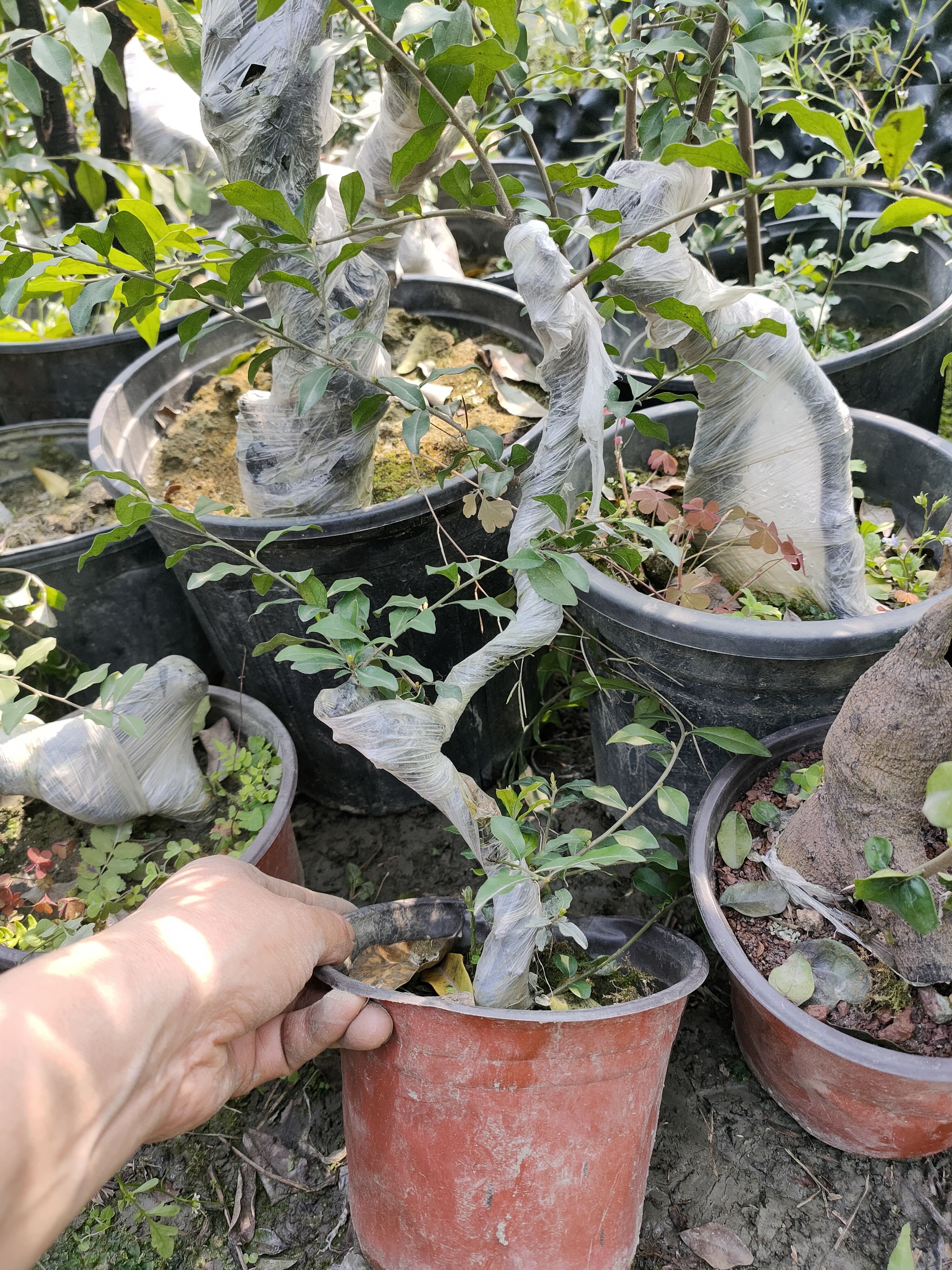 金弹子盆栽，，，植物