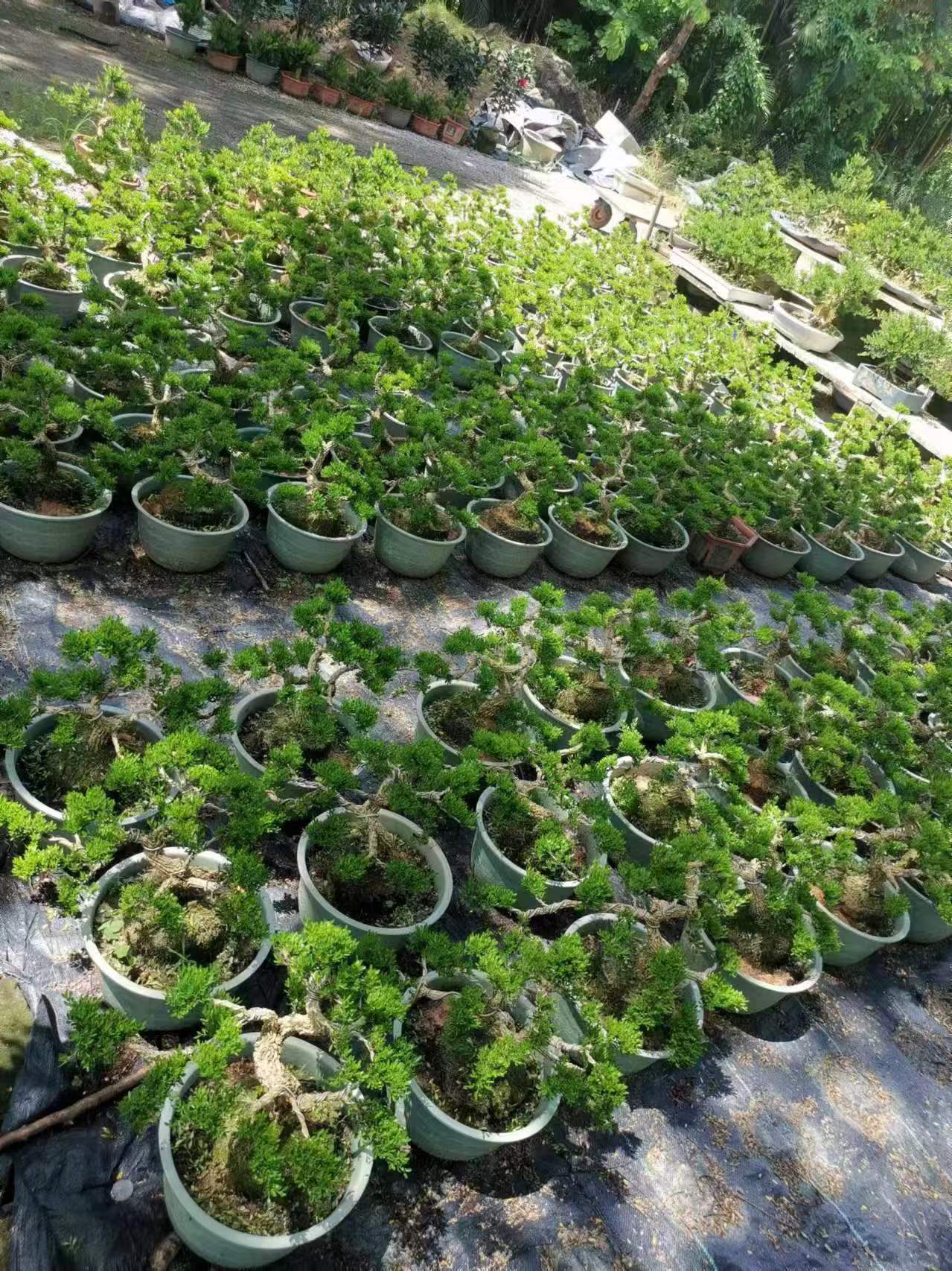 雀舌黄杨  一物一拍