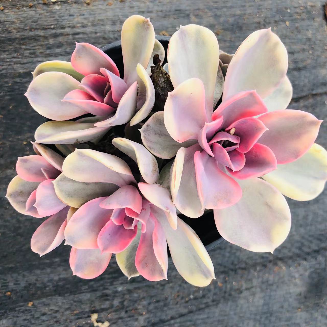 彩虹多肉 阳台露台绿植栽种养护 满9.9包邮
