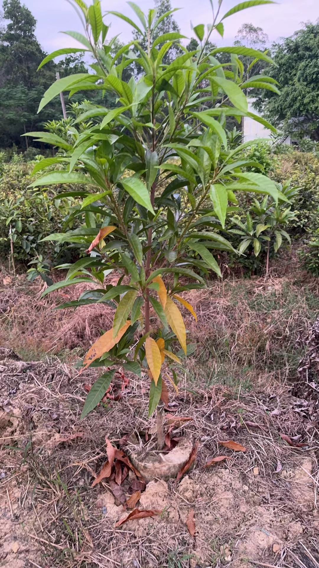 AL罗斯果中大苗，结果苗