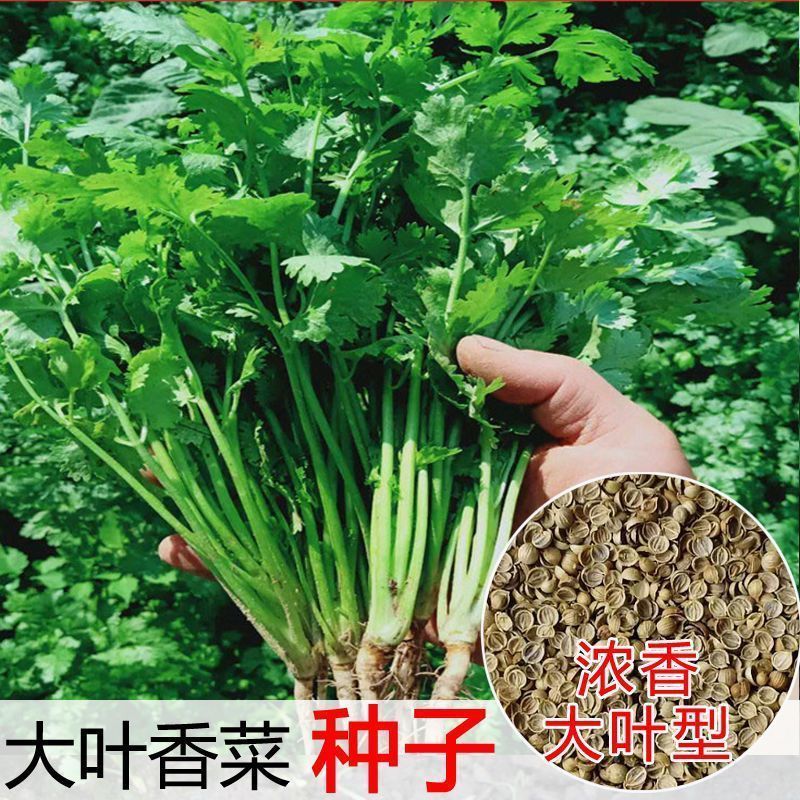 四季小香菜种子阳台室内花卉盆栽小香菜蔬菜种子四季可播种种籽