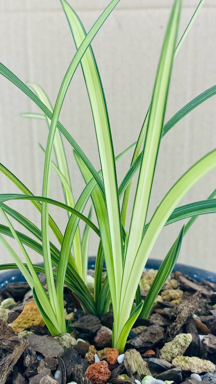 惠兰艺草（实物为准）