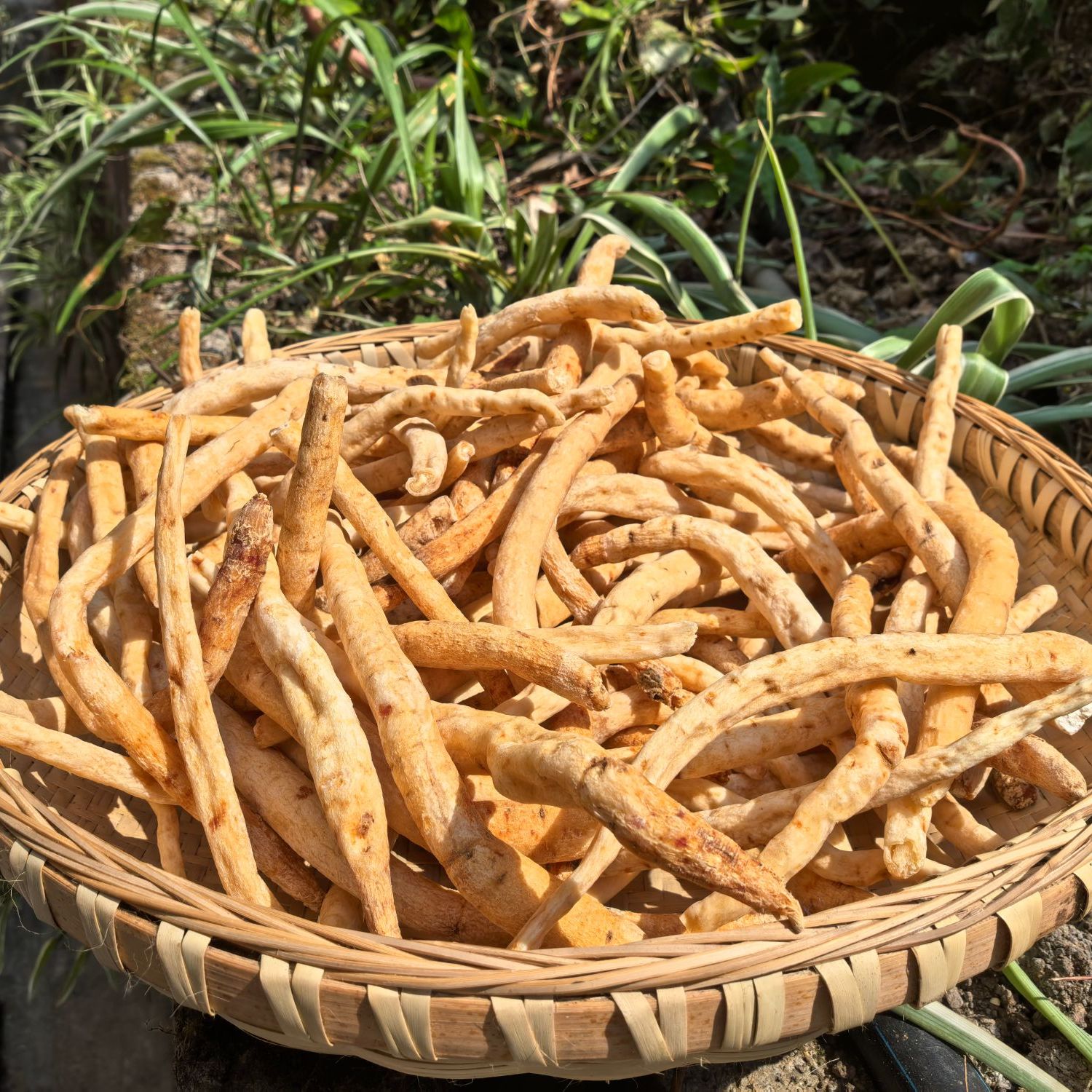 【陈孟助农】城口大巴山沙参