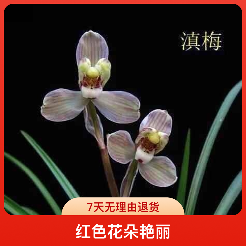 莲瓣兰名品滇梅兔耳兰