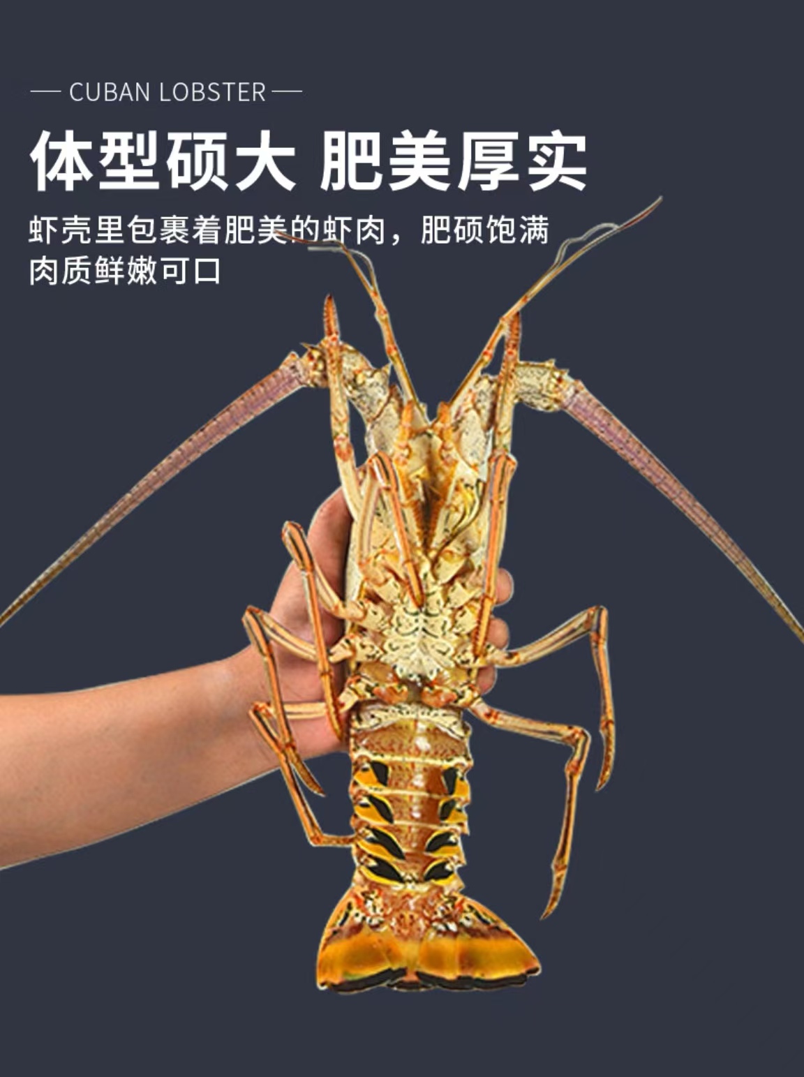 【鲜活南美洲 大古巴龙虾 包活到家】特大龙虾 顺丰空运特快 
