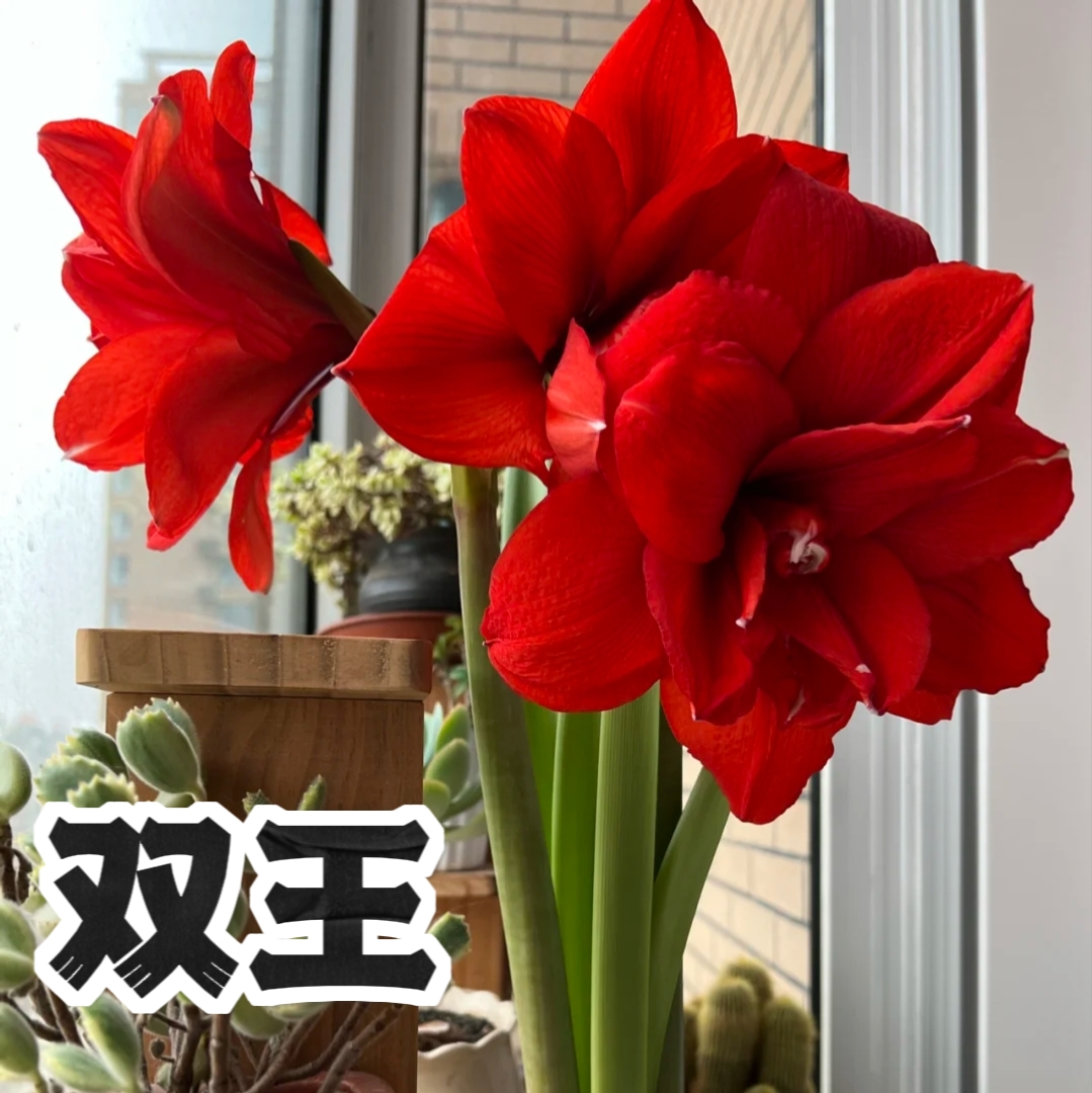 【双王】2025年朱顶红进口新品盆栽室内外必养朱顶红种球