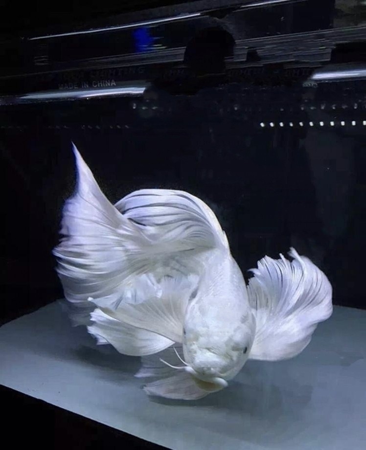 白色球形蝴蝶鲤观赏鱼锦鲤