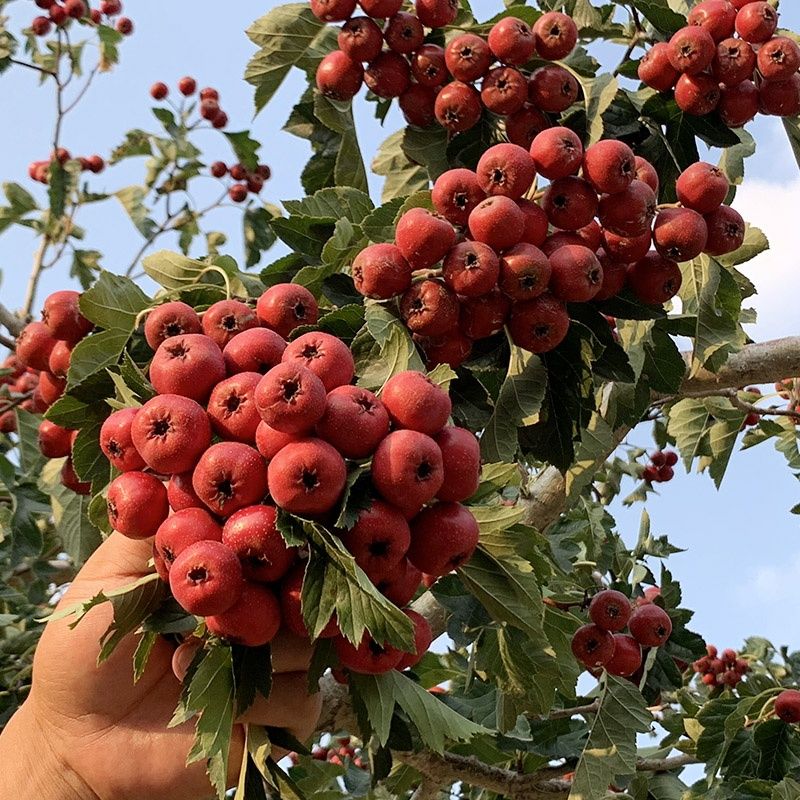 山楂树苗大五棱山楂苗南方北方种植盆栽地栽果树苗山楂嫁接苗树苗