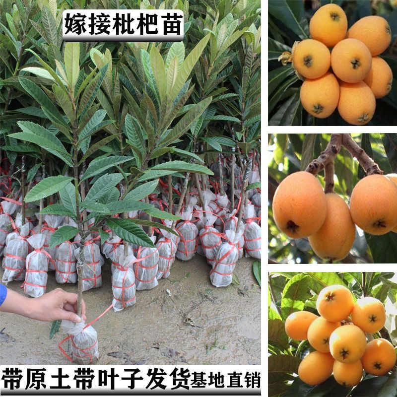 枇杷树苗嫁接正宗早钟六大五星枇杷树苗带土带叶当年结果广西发货