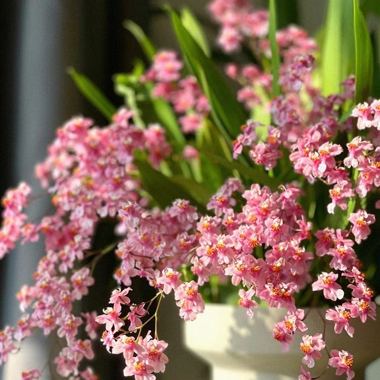 福袋【110盆梦香兰】颜色随机·包邮发货