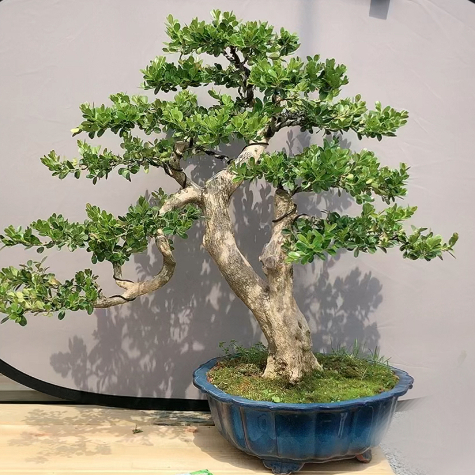 高端绿植盆景 直播间一物一拍